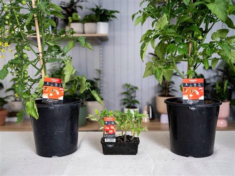 bunnings timber|How To Maintain Healthy Tomatoes .